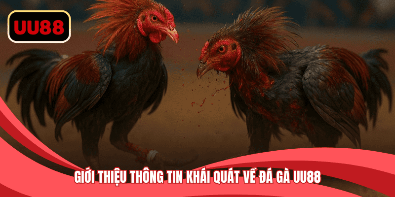 Giới thiệu thông tin khái quát về đá gà UU88