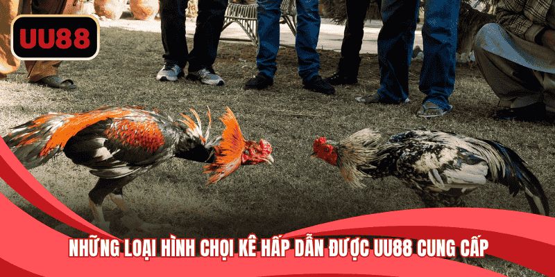 Những loại hình chọi kê hấp dẫn được nhà cái cung cấp